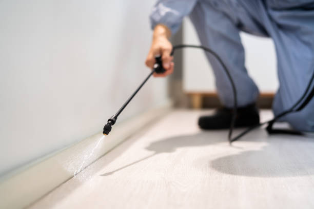 Licensed Ant Control service in Elkhorn City, KY - Nex Pest Control